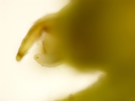 SAM under microscope
